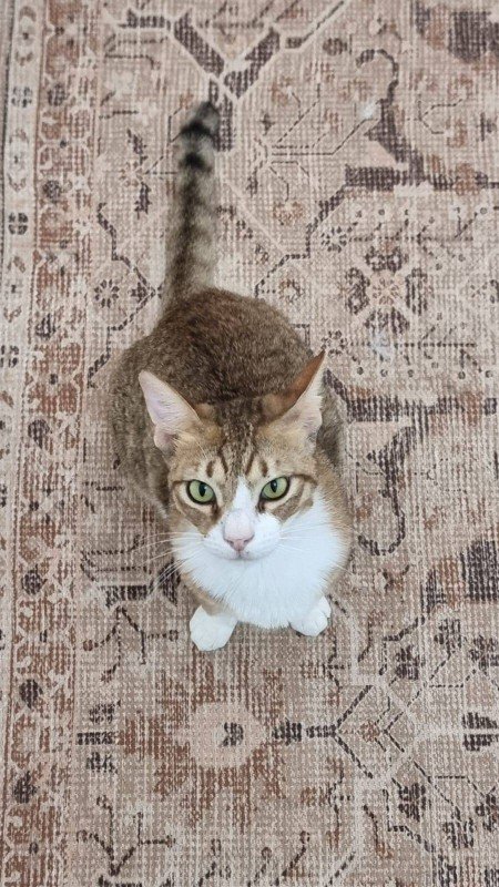 Mr Mittens