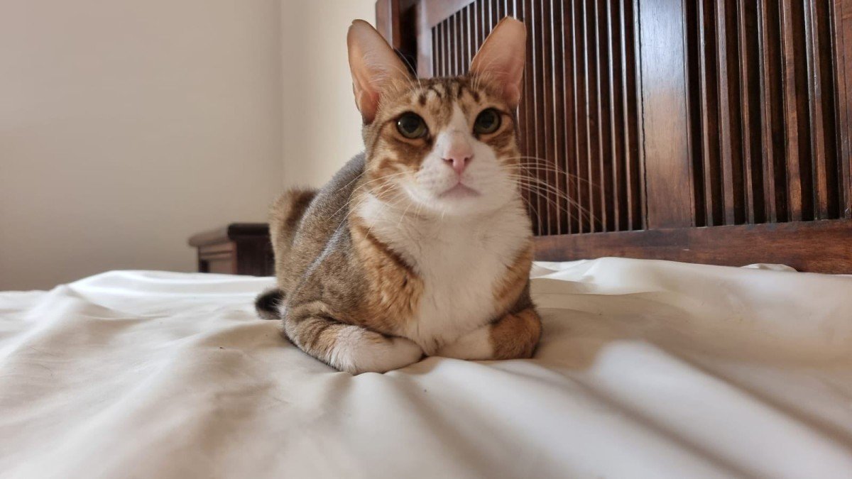 Mr Mittens