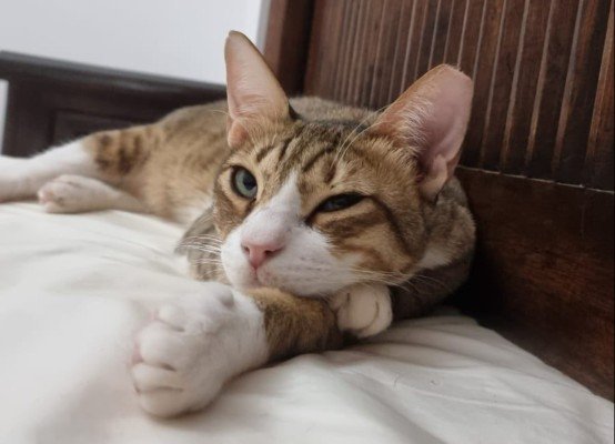 Mr Mittens