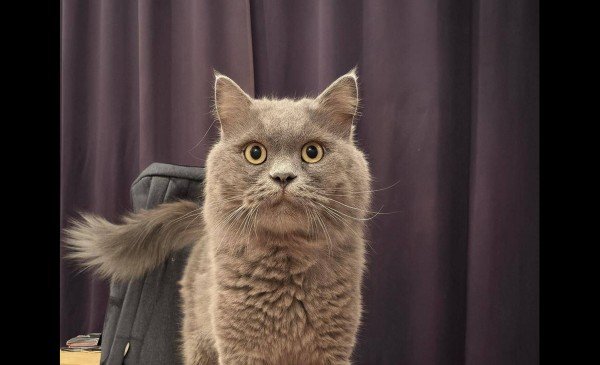 Theodore