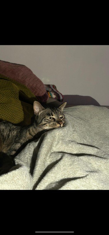 Muis