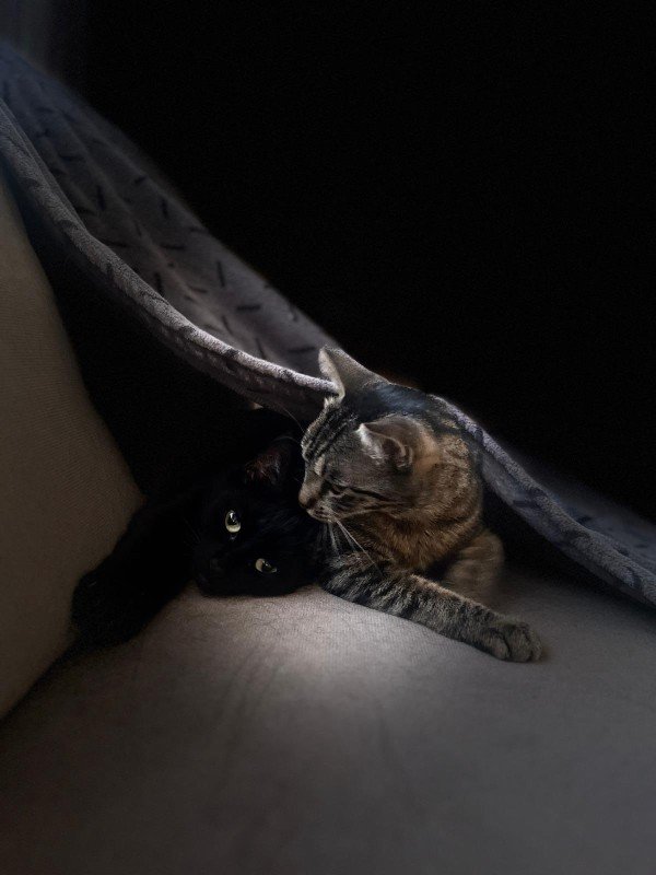 Muis