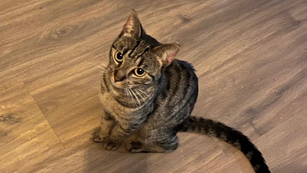 Muis