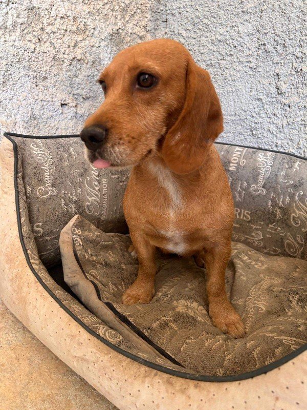 Margaritha