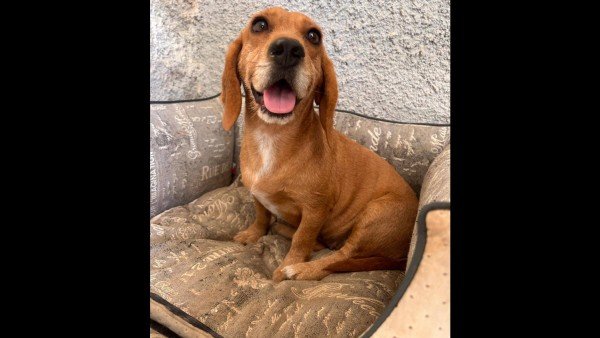 Margaritha