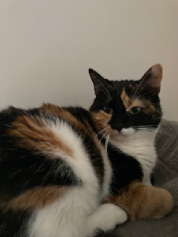 Kleine