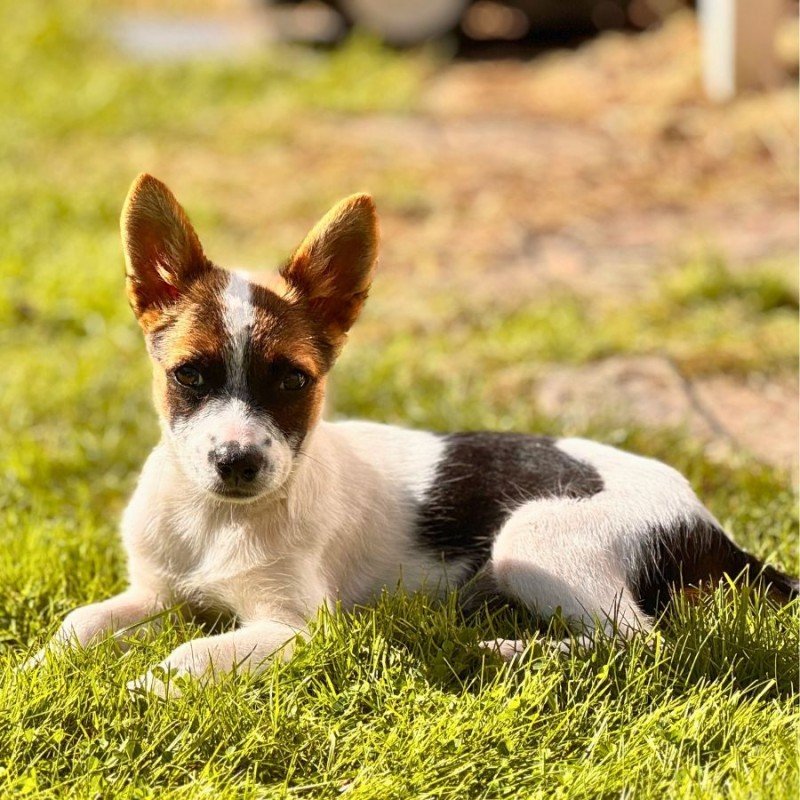 Serafina