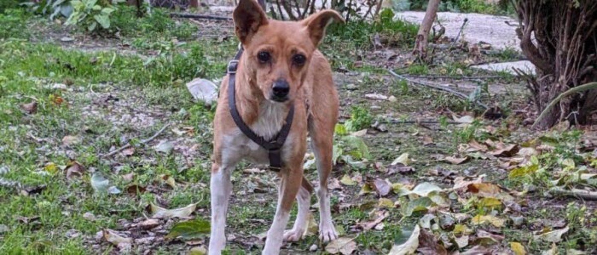 Estrella