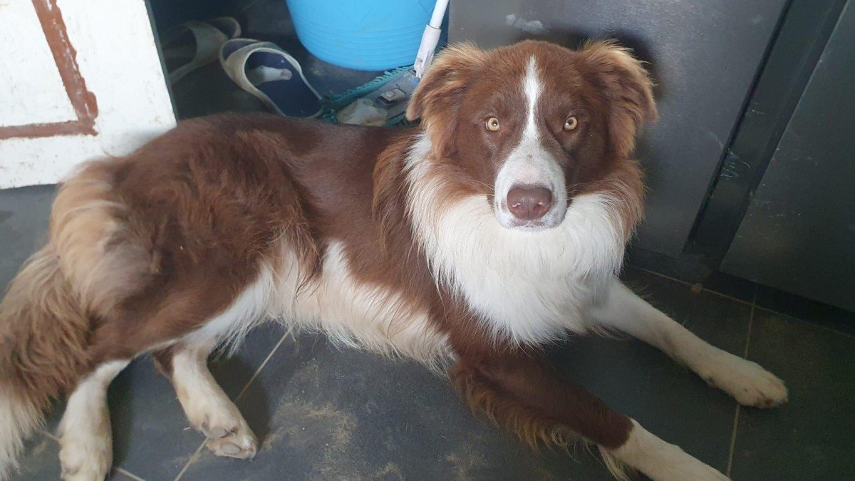 Bruno