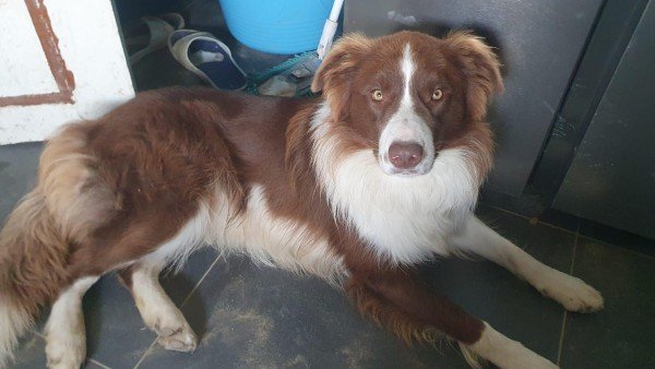 Bruno
