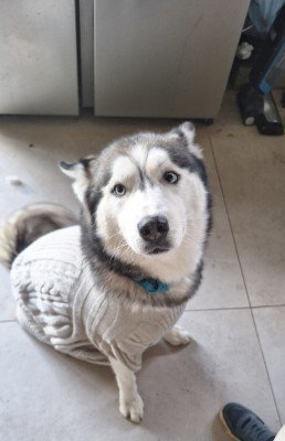 Thor