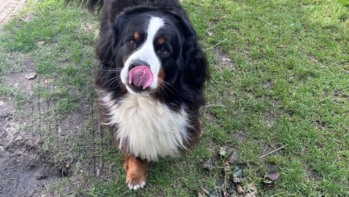 Loetje