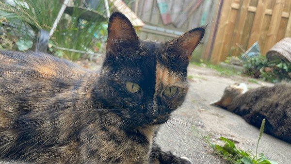 Binkie