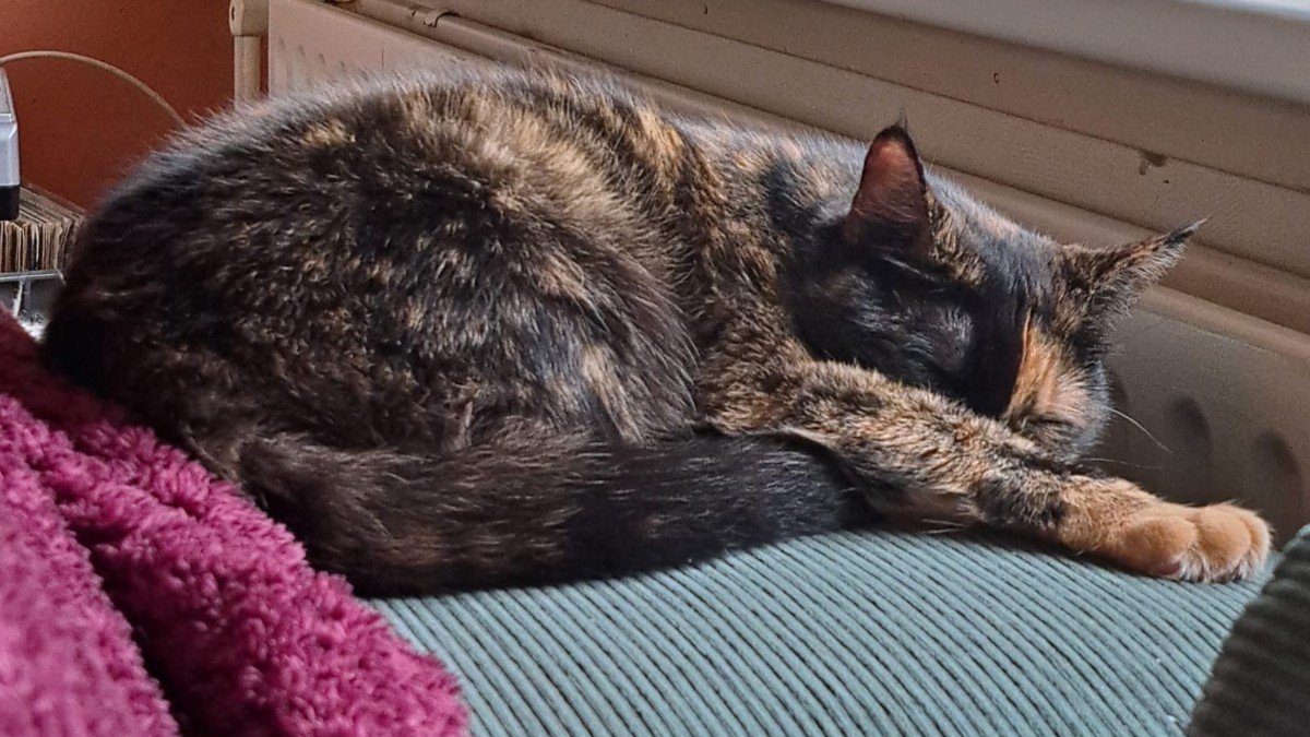 Binkie