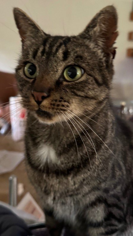 Clyde