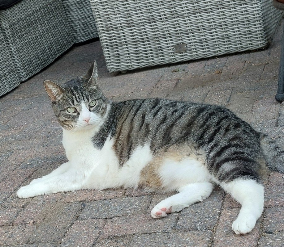 Koosje