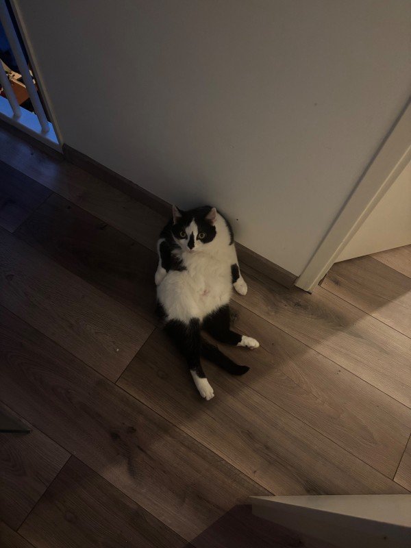 Gizmo