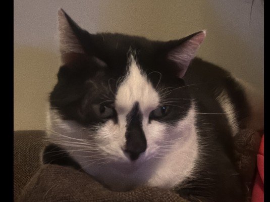 Gizmo
