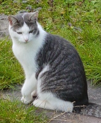 Pietertje