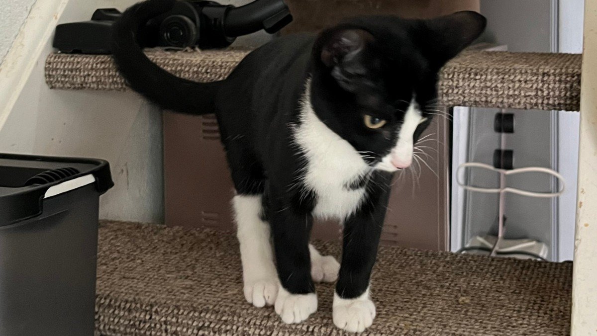 Jamal