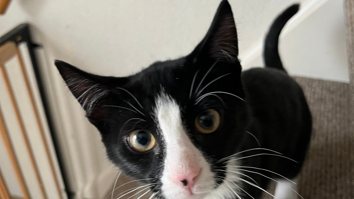 Jamal