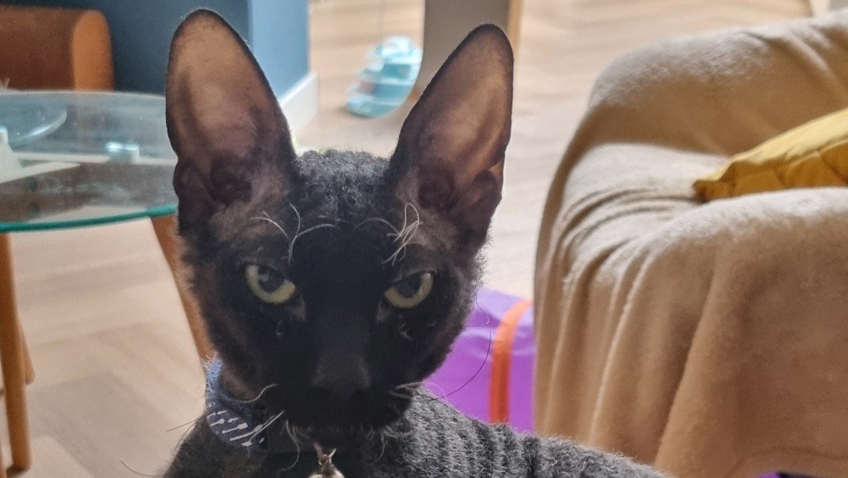 Sammie