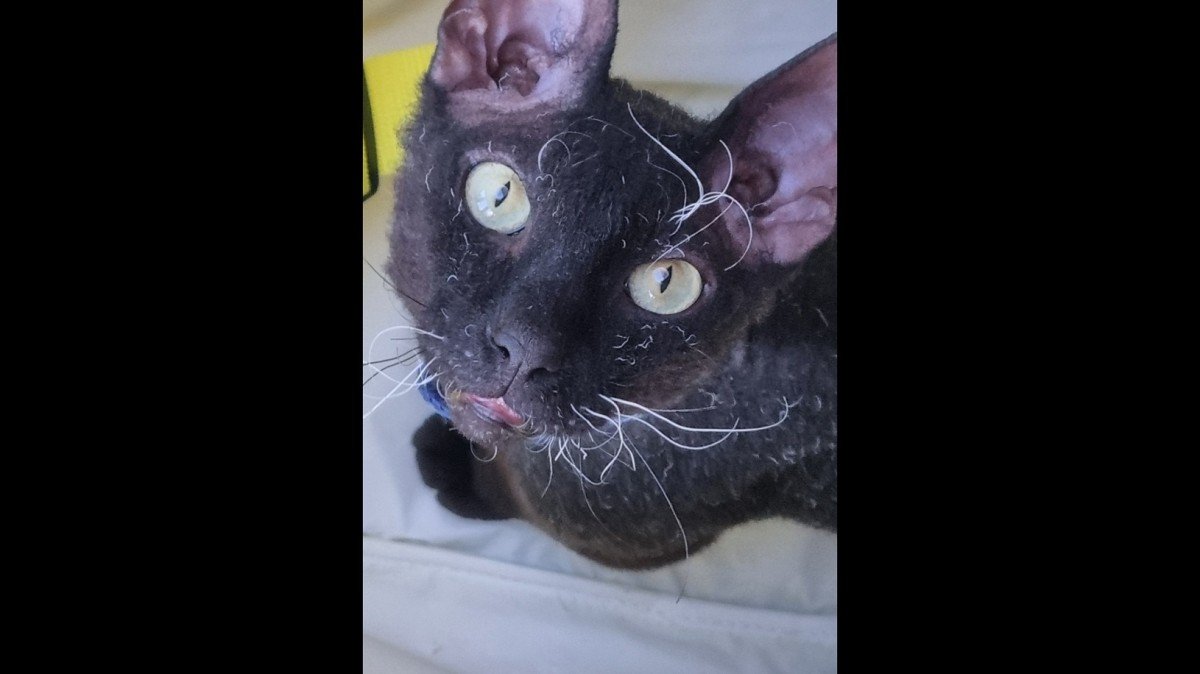 Sammie
