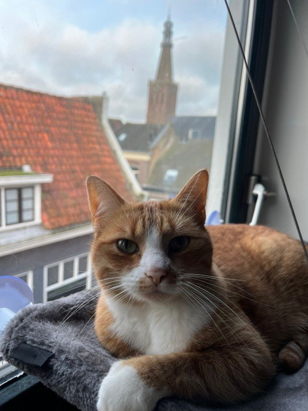 Ziva