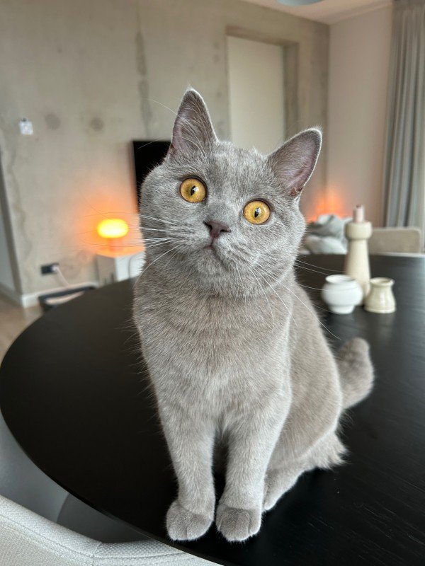 Miso