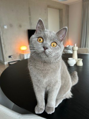 Miso