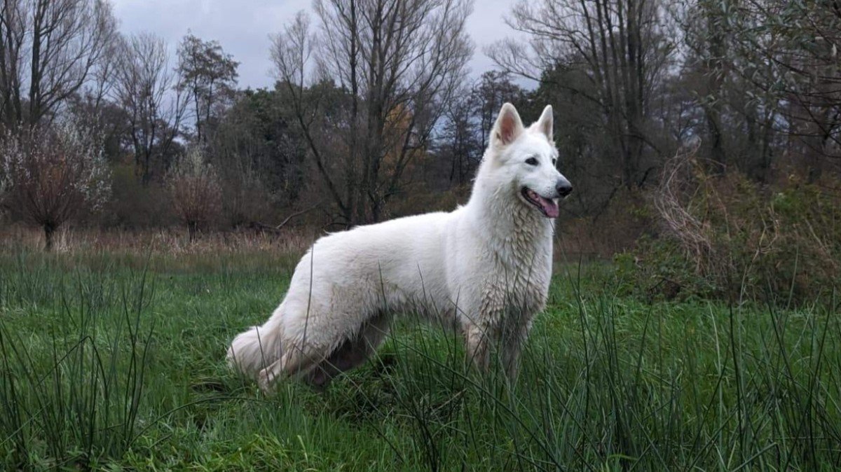Nova