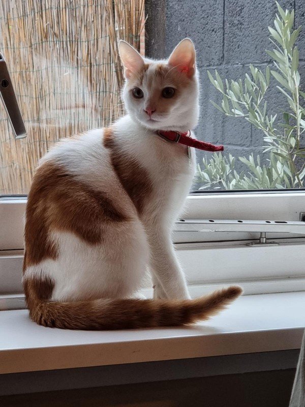 Maya