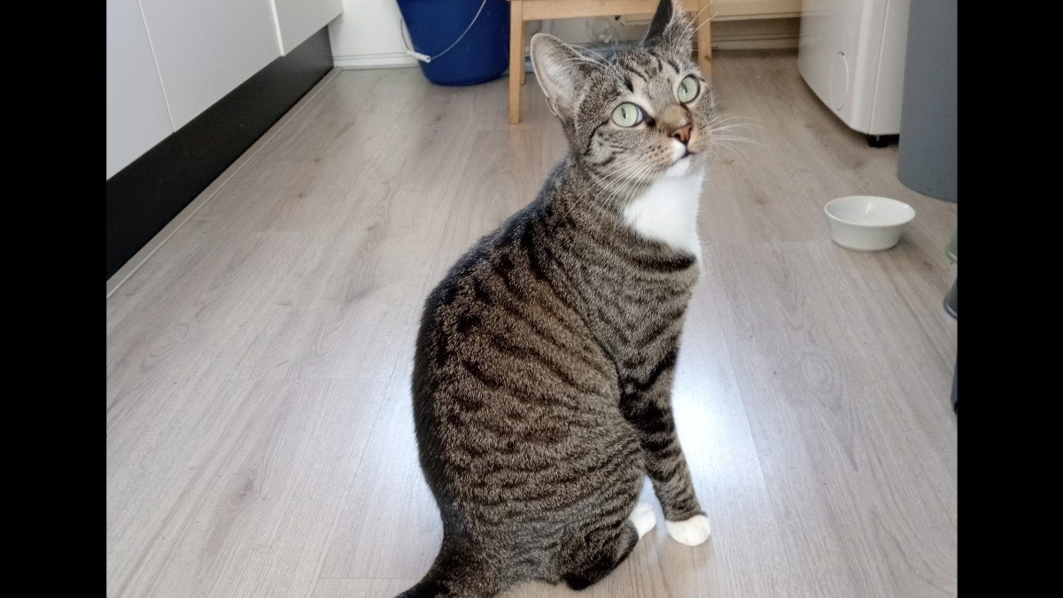 Muis
