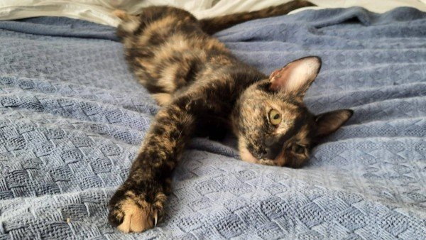 Mitzi
