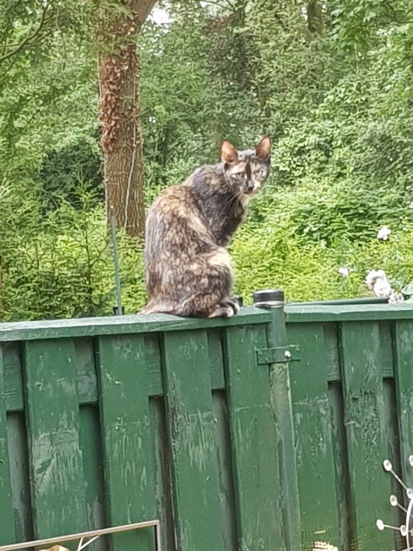 Mitzi
