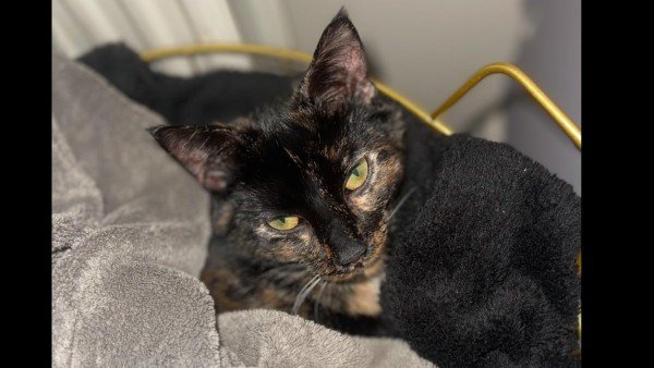 Nala