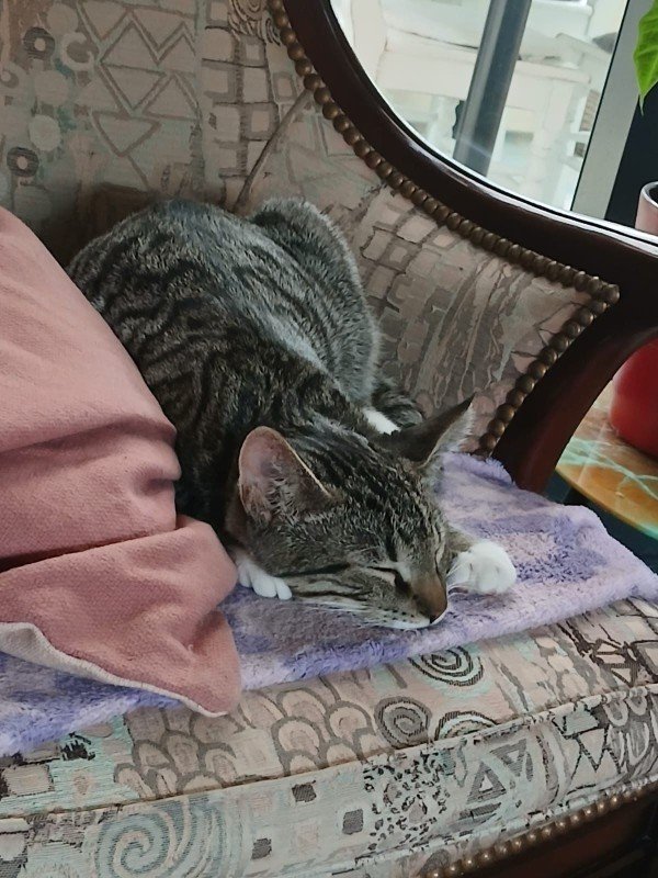 Apollo