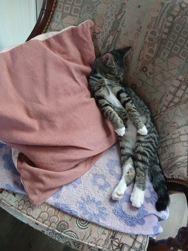 Apollo
