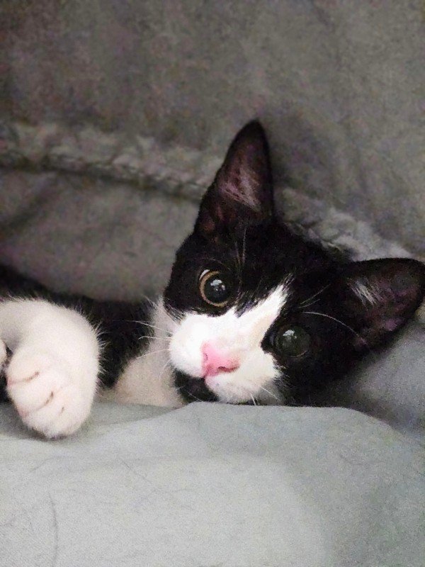Oliver