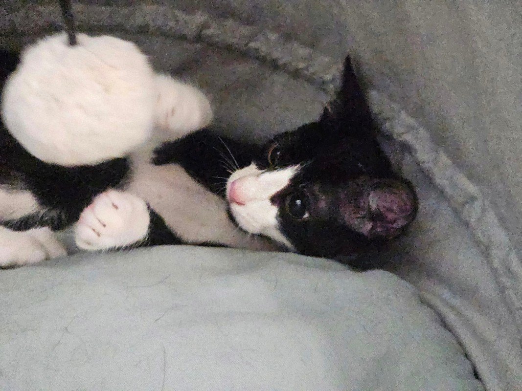 Oliver