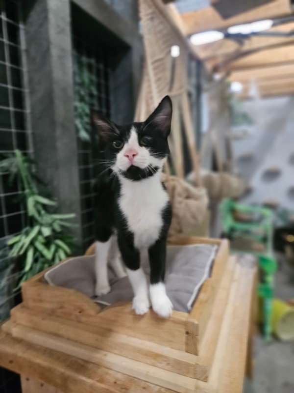 Oliver