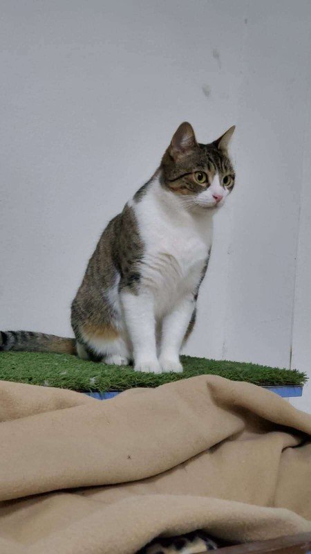 Paqui