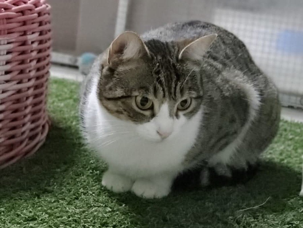 Paqui