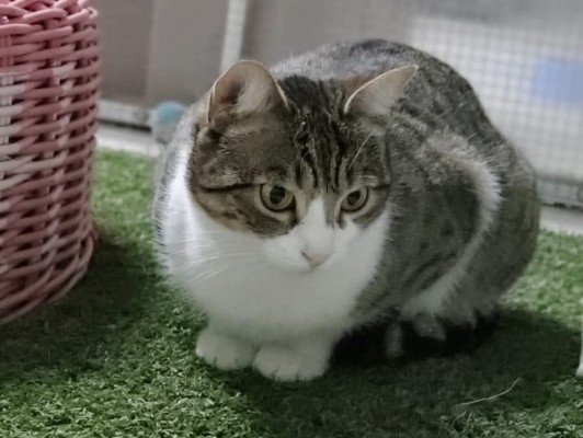 Paqui