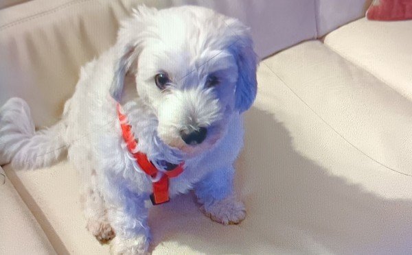 Maggy
