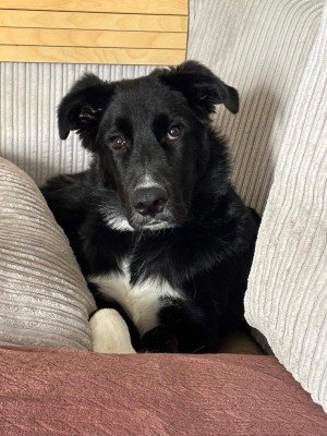 Merlin
