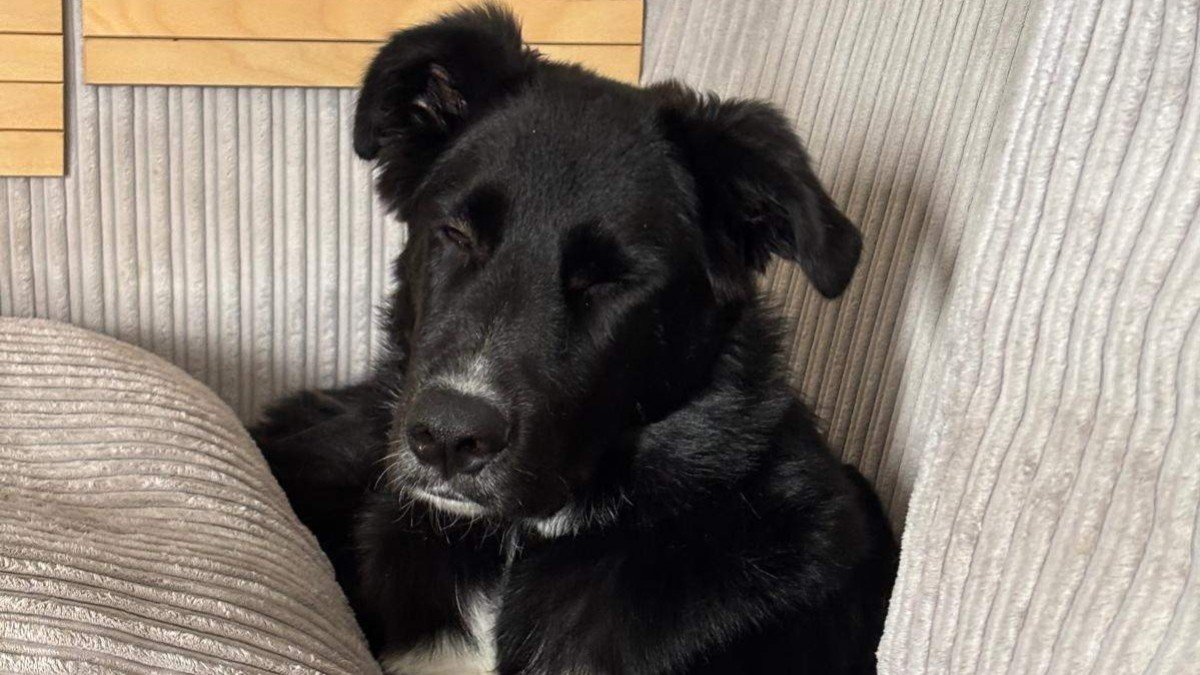 Merlin