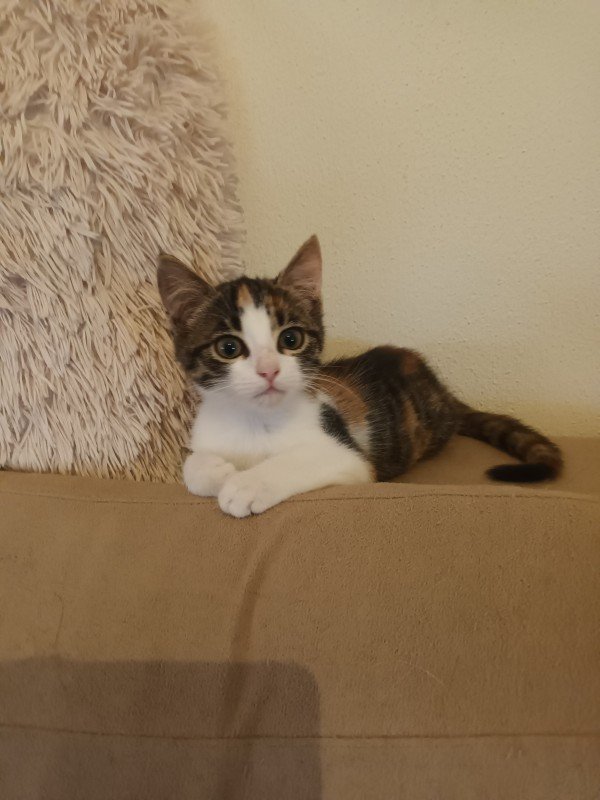 Nora