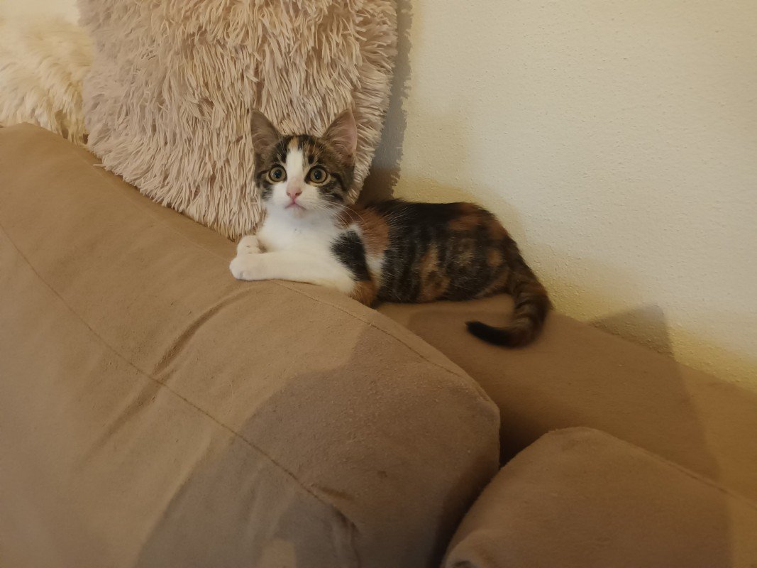 Nora