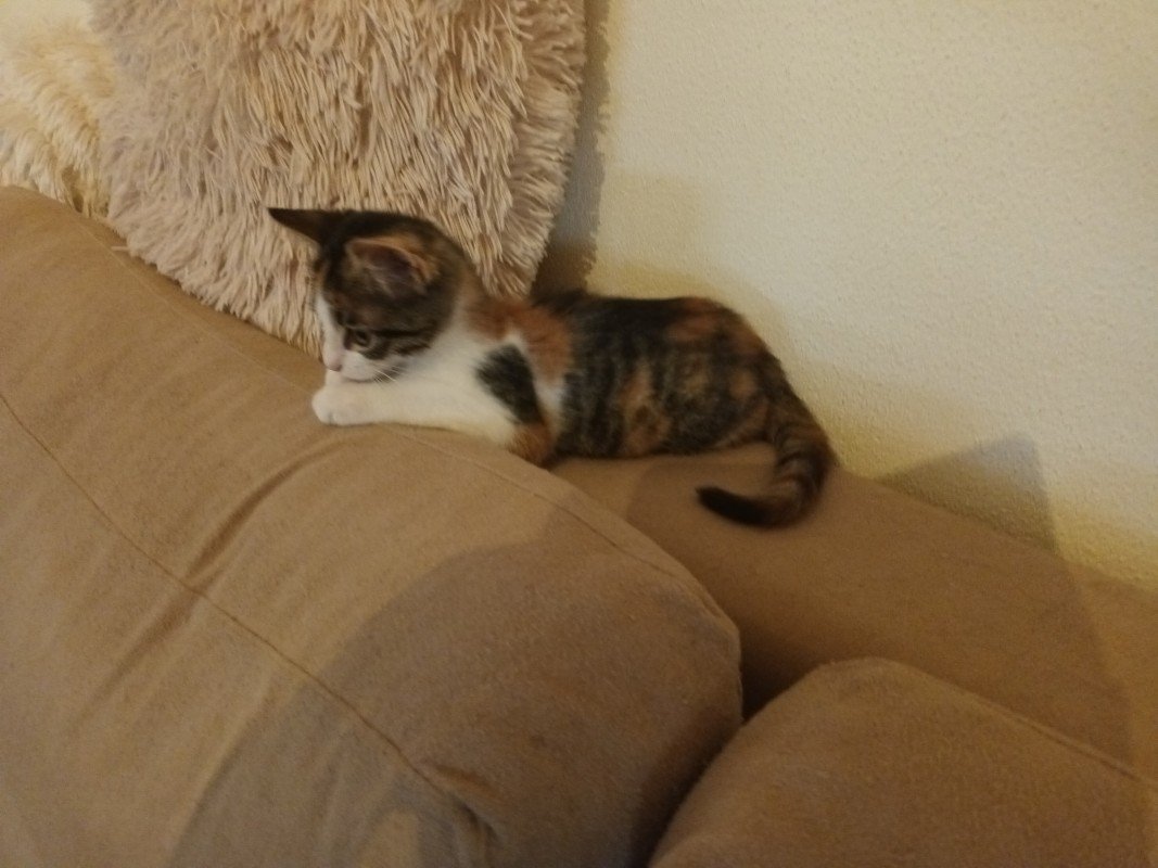 Nora